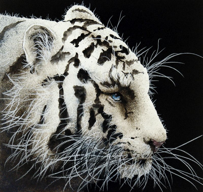 Study in Whiskers