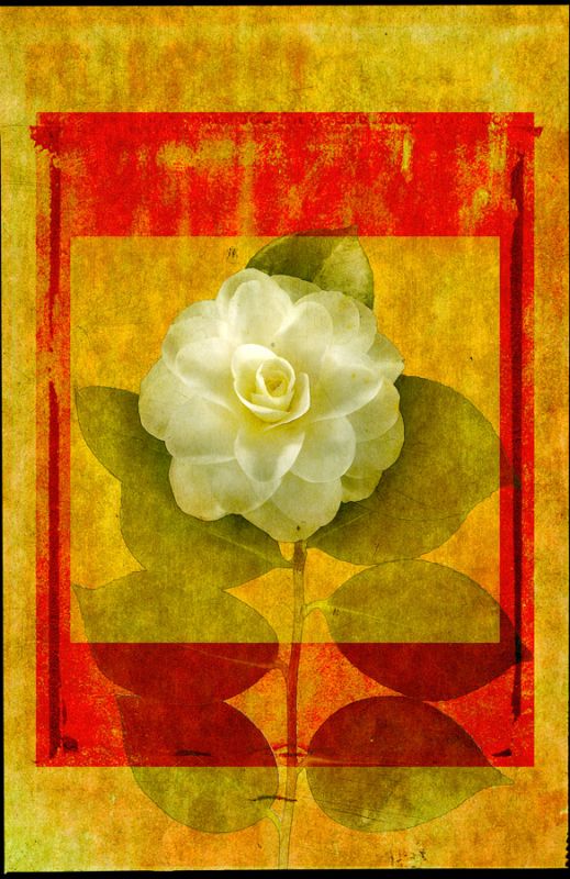 Camellia