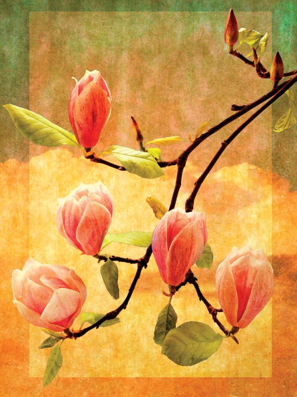 Magnolia Blossoms