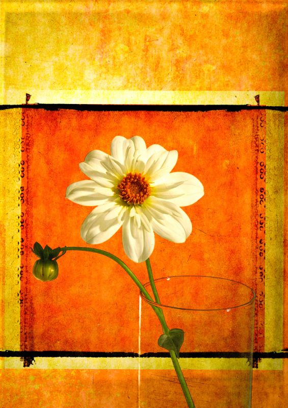 Daisy
