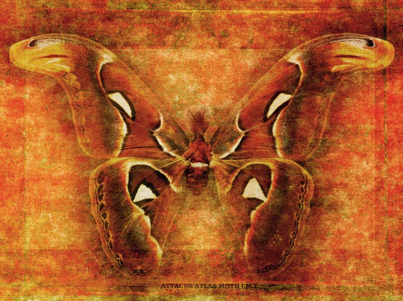 Attacus Atlas Moth