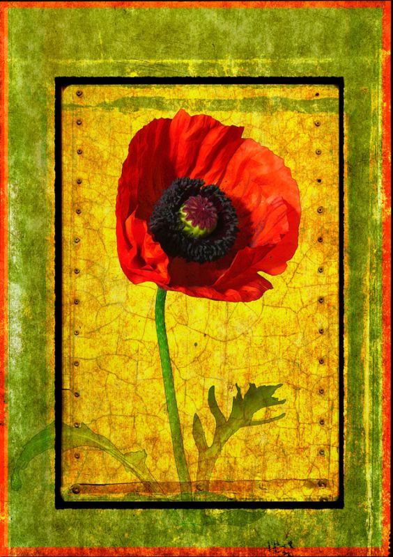 Poppy