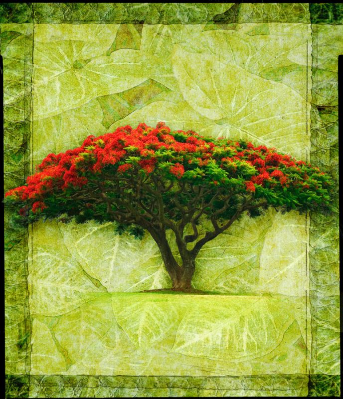 Royal Poinciana