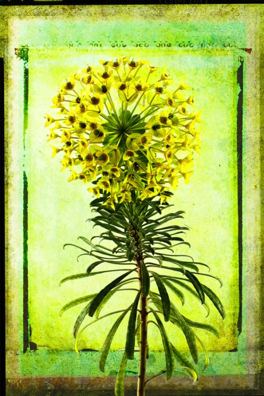 Spurge