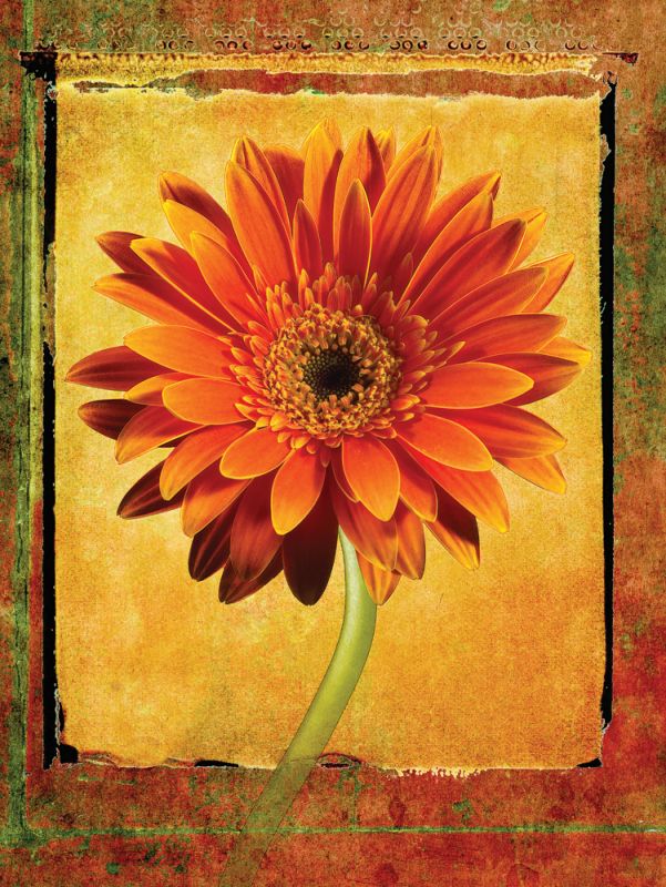 Gerber Daisy
