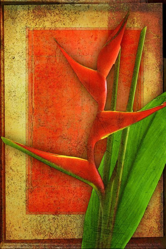 Heliconia