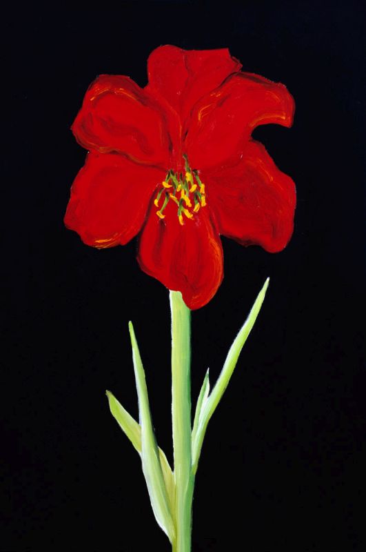 Amaryllis