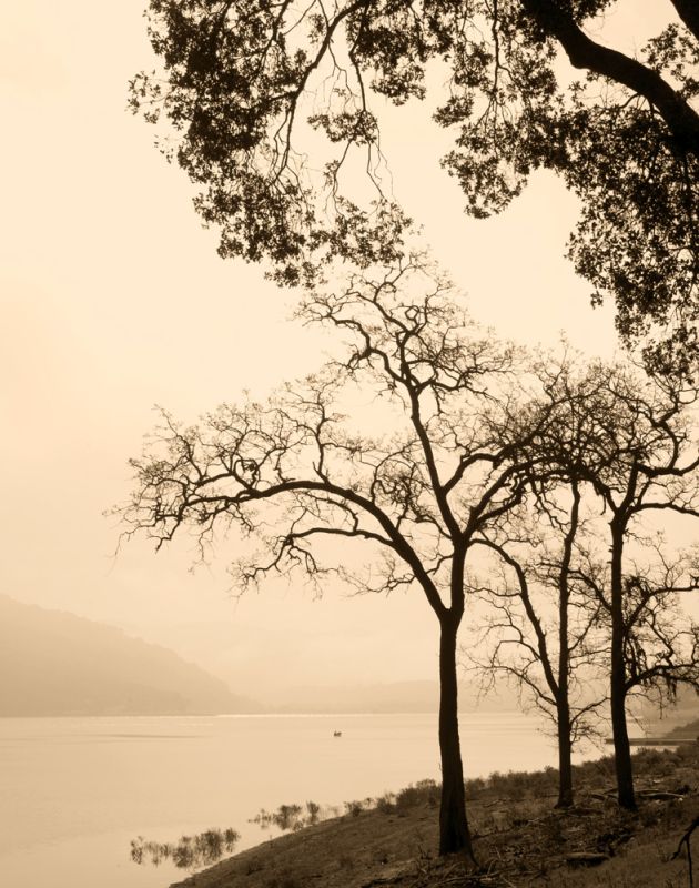 Dawn Forever I