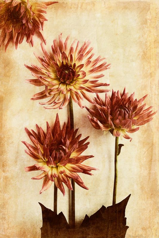 Dahlia II