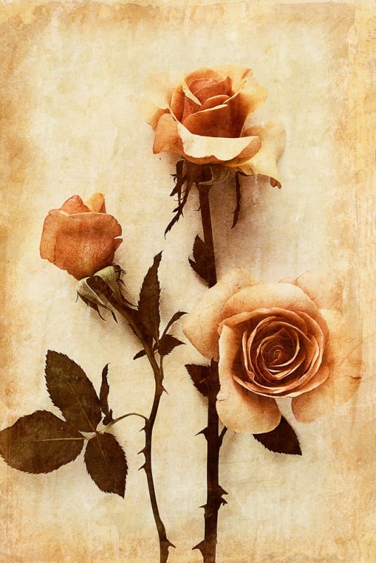 Orange Rose I