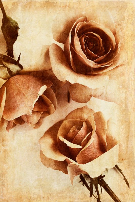 Orange Rose II