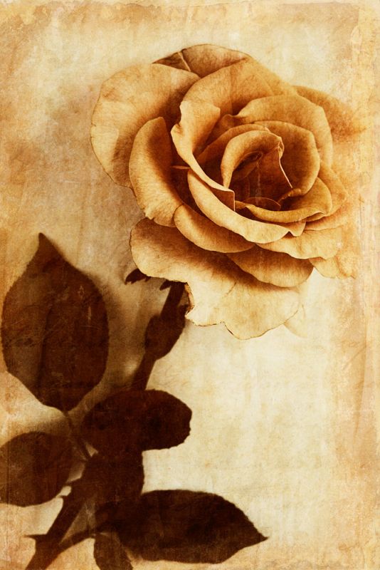 Orange Rose III