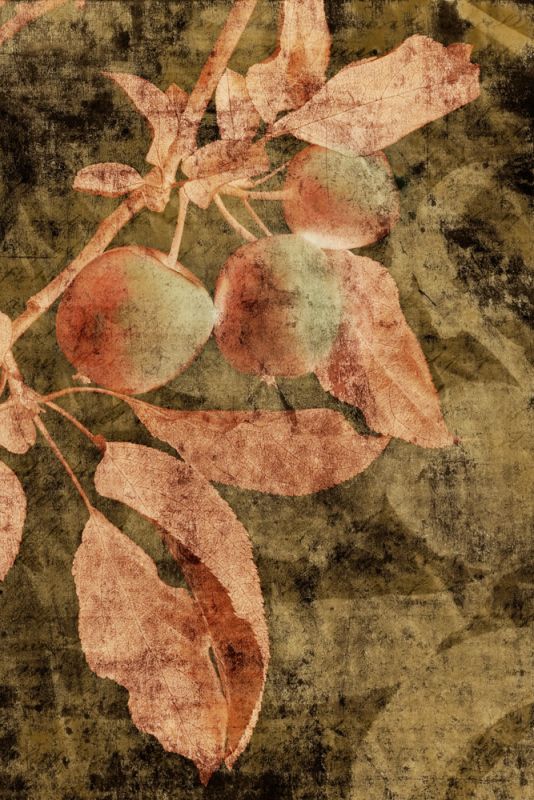 Vintage Apples I