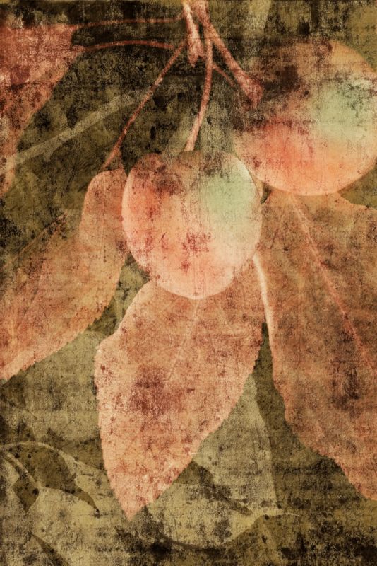 VIntage Apples II