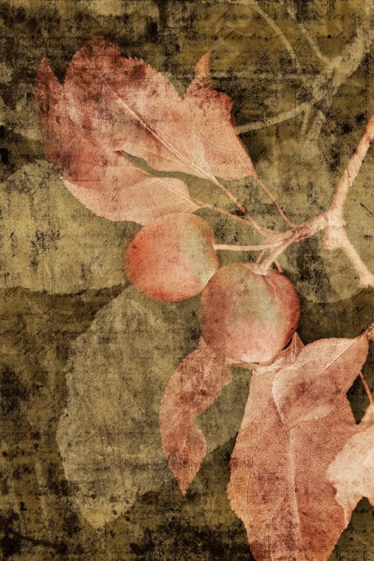 Vintage Apples III