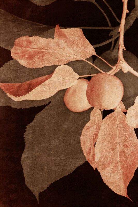 Hanging Apples II
