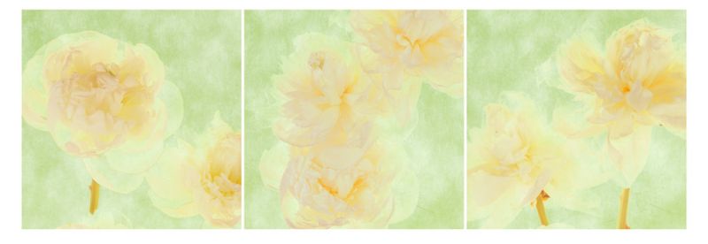 Peony