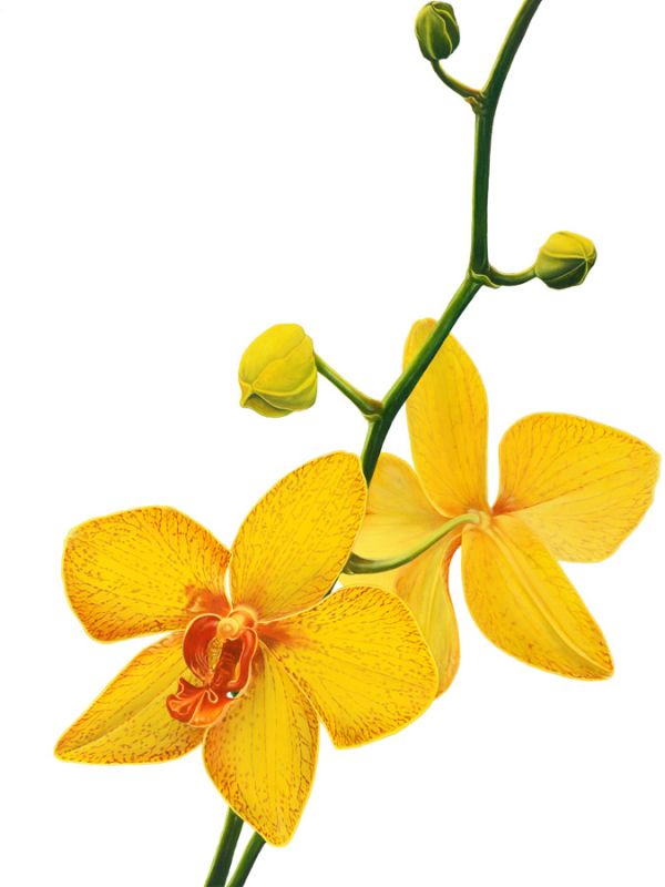 Budding Orchid