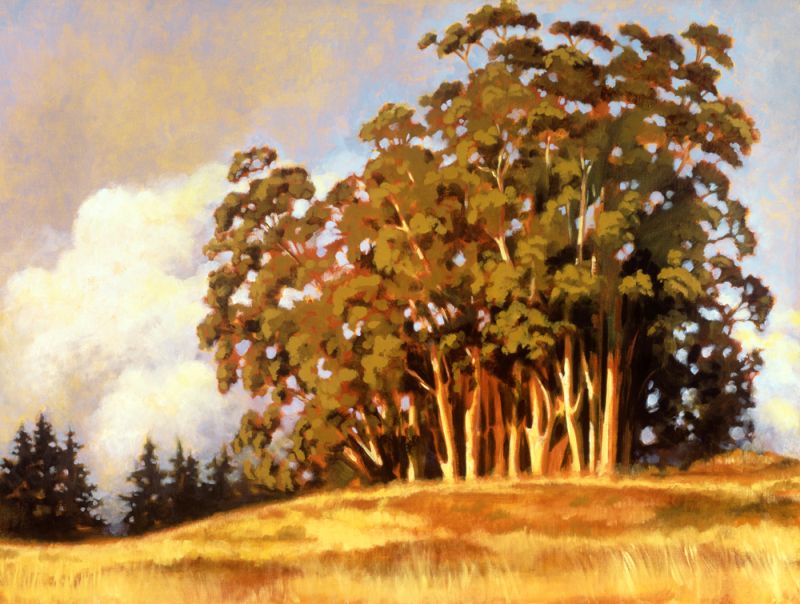 Eucalyptus Grove