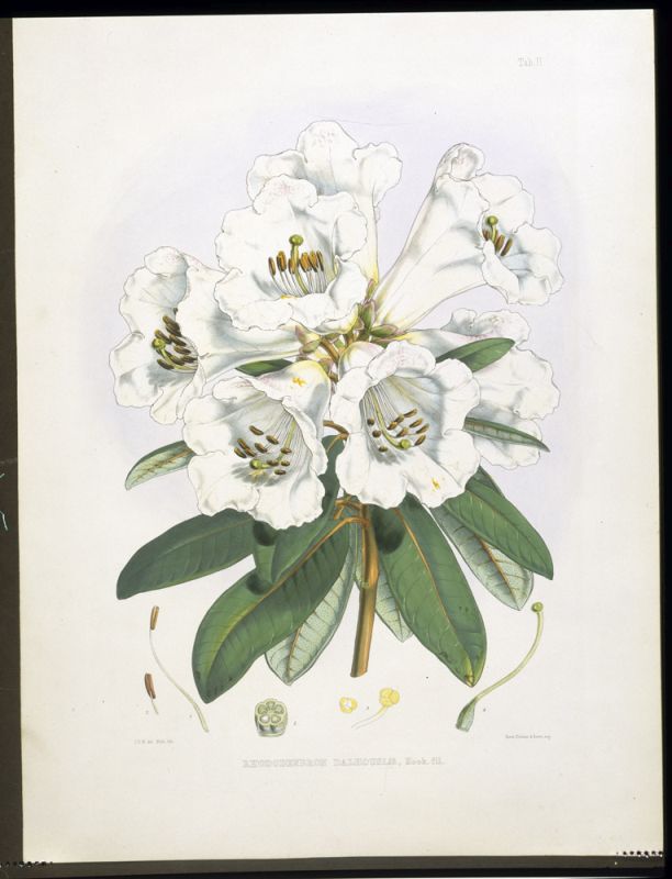 Rhodedendrum Dalhousie