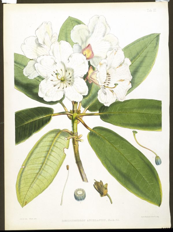 Rhodedendrum Aucklandi