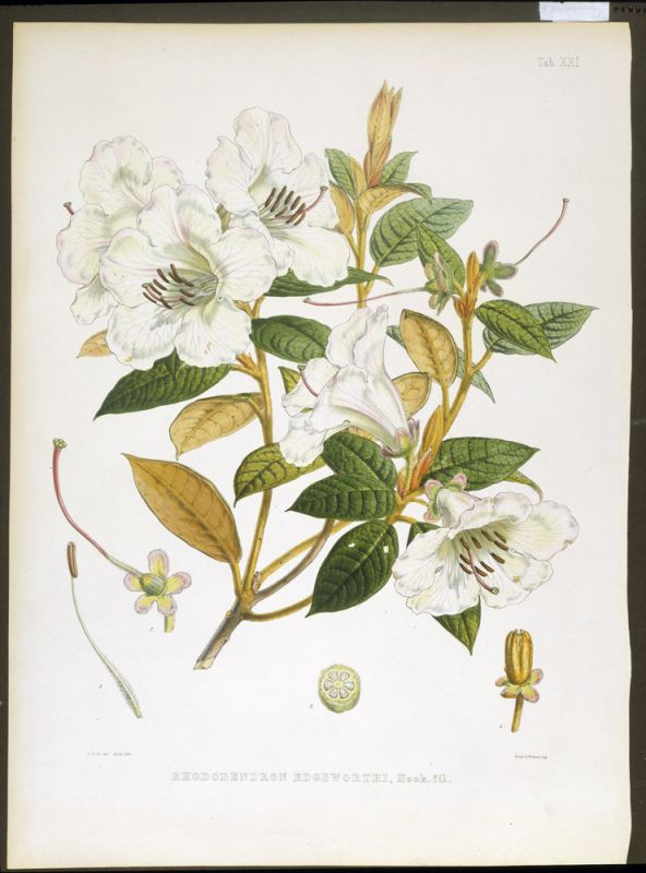 Rhodedendrum Edgeworthi
