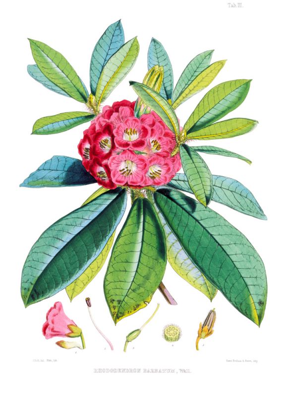 Rhodedendrum Barbatum
