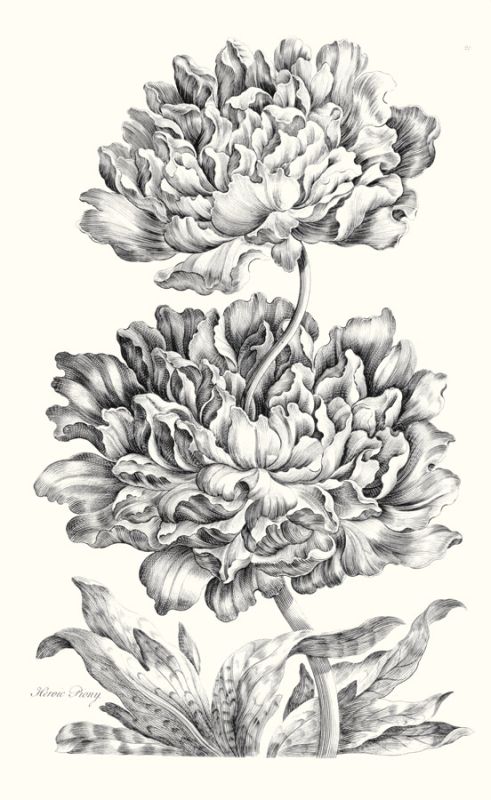 Heroic Peony