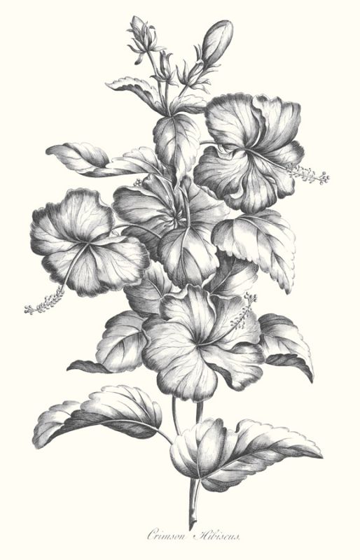 Crimson Hibiscus