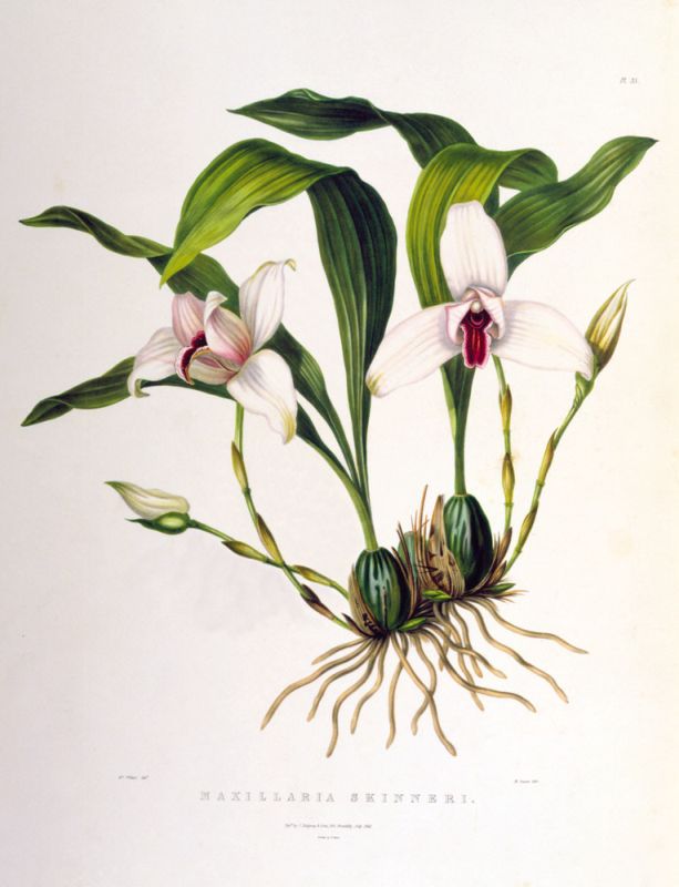 Maxillaria Skinneri