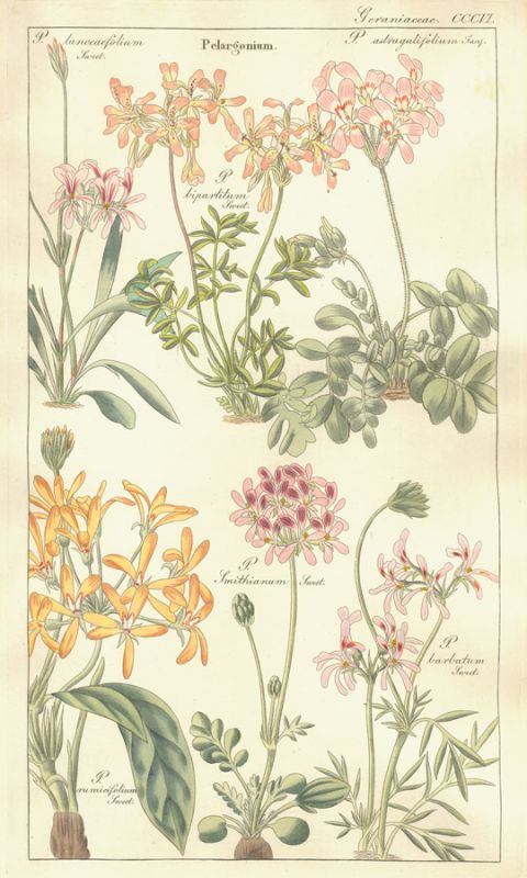 Geraniaceae Plate 306