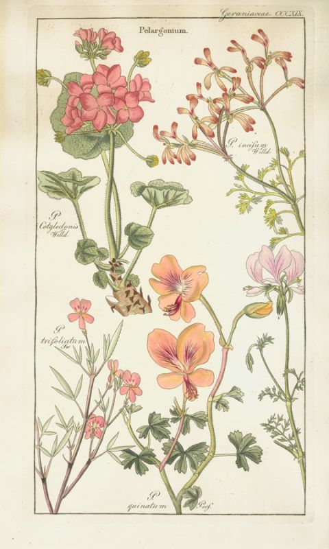 Geranaiaceae Plate 319