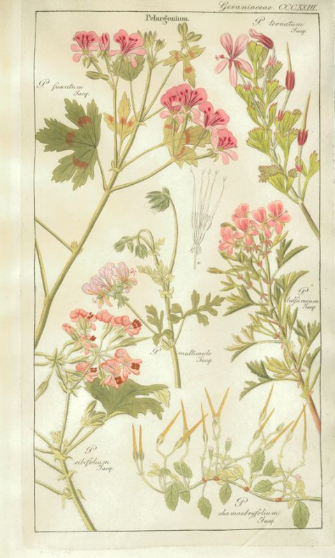 Geraniaceae Plate 323