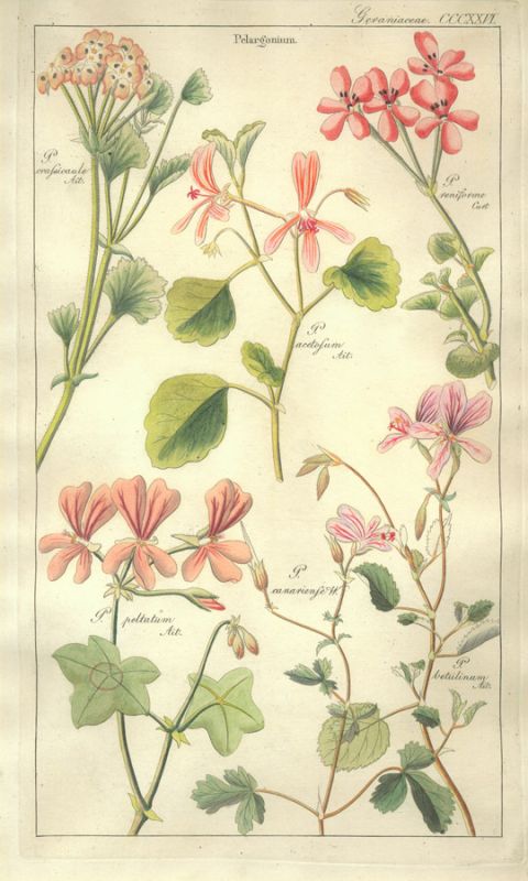Geranaiaceae Plate 326