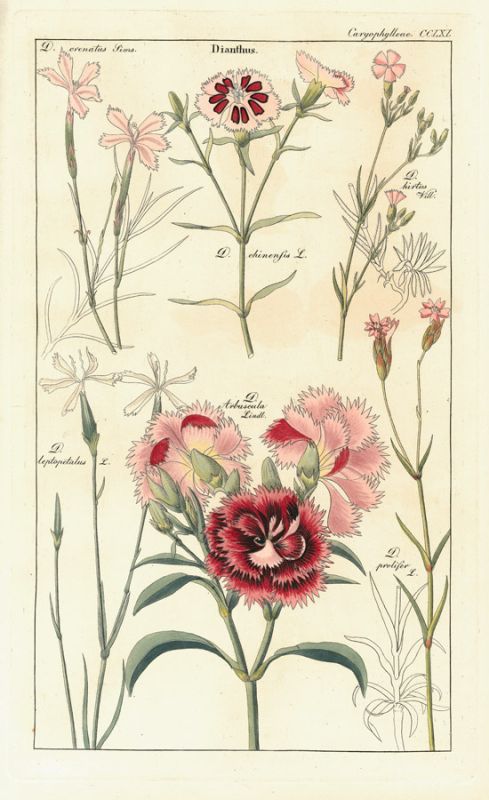 Geraniaceae 1