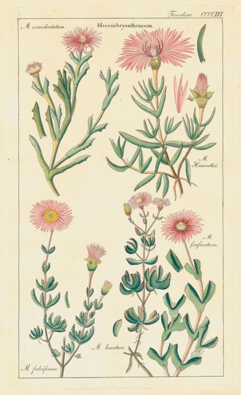 Geraniaceae 4