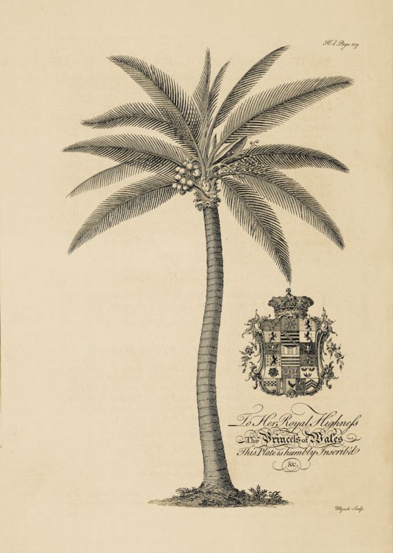 Coconut Palm