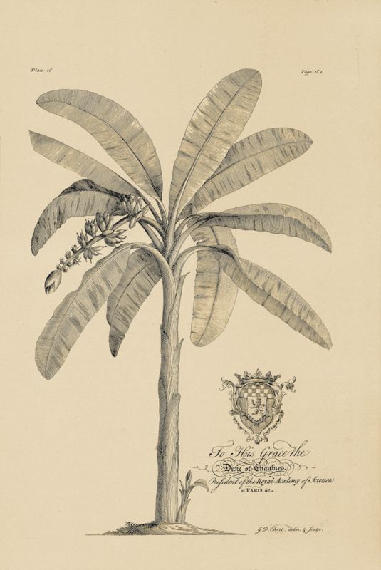 Banana Tree