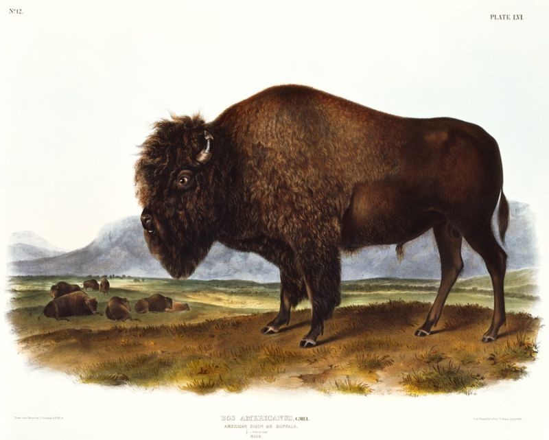 American Bison