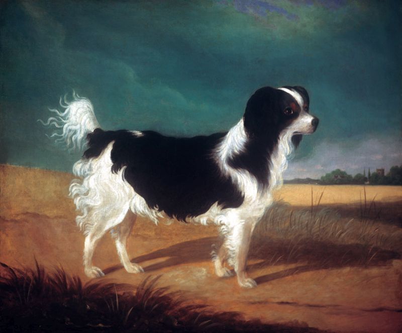 King Charles Spaniel