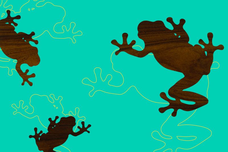 Tree Frog 1