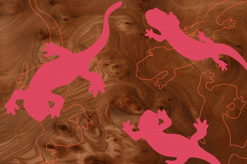 Salamander 2