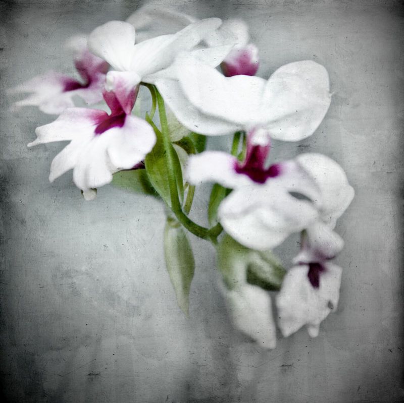 Orchids