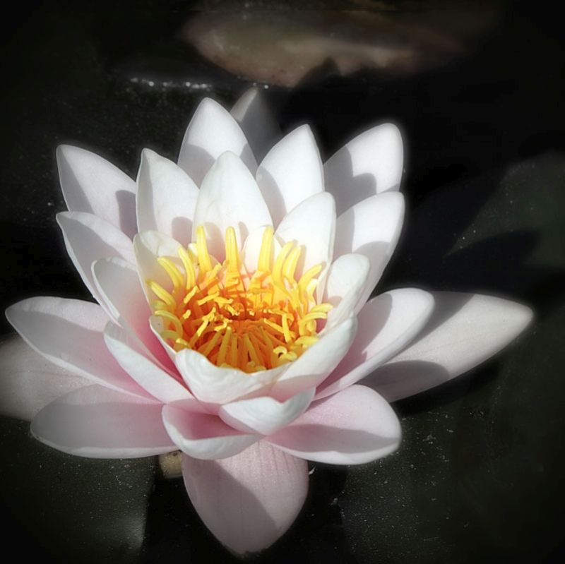 Waterlily