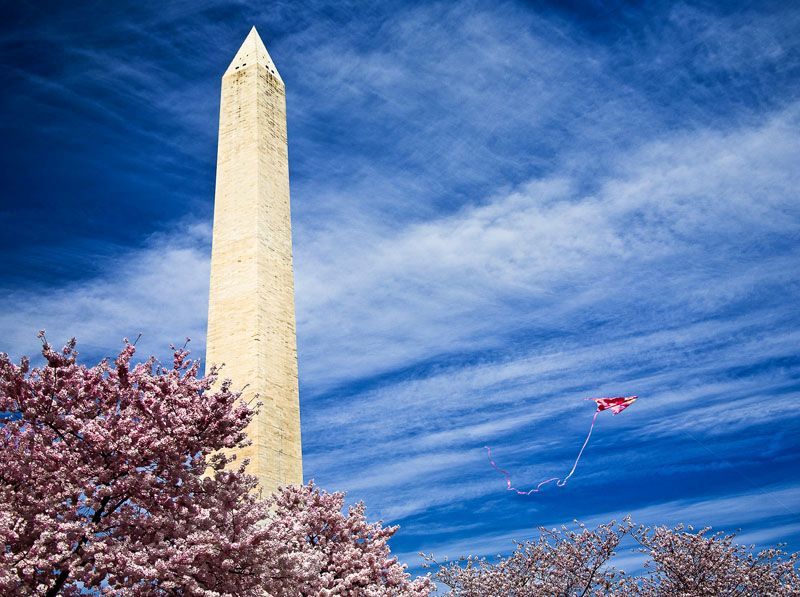 Washington Monument with Kite and Cherry Blossoms