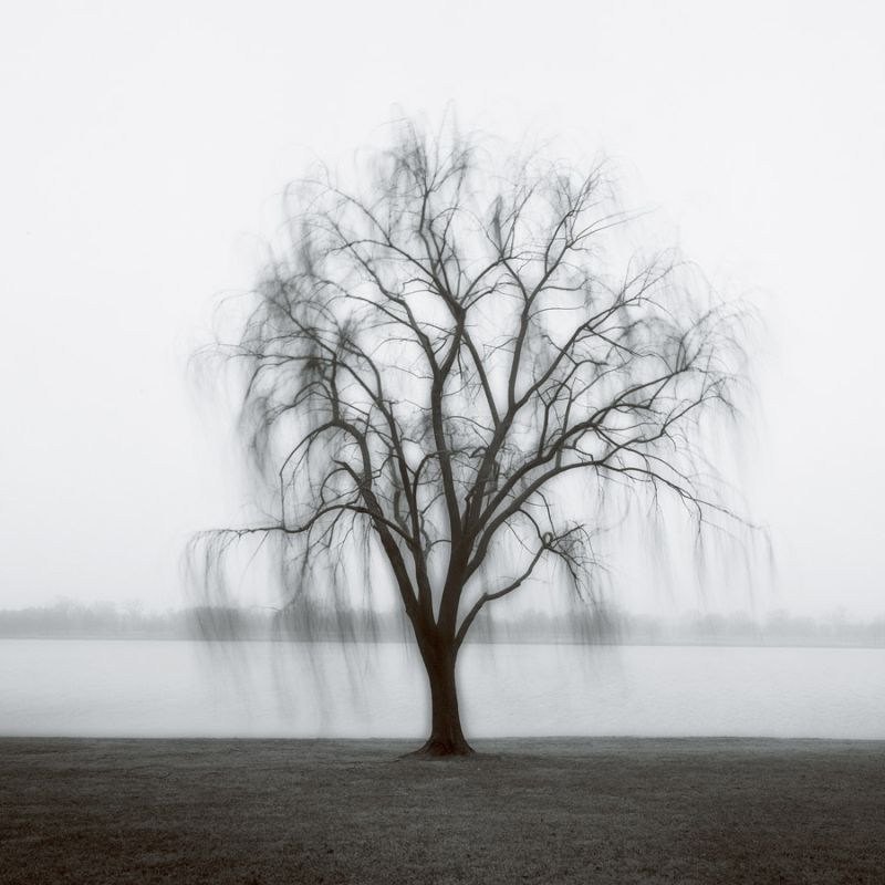 Willow on The Potomac