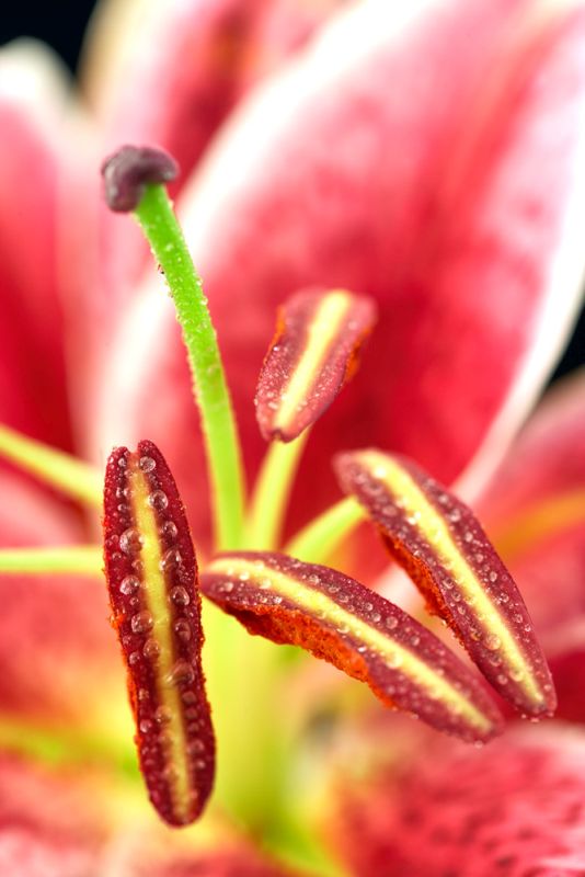 Nature Series 865