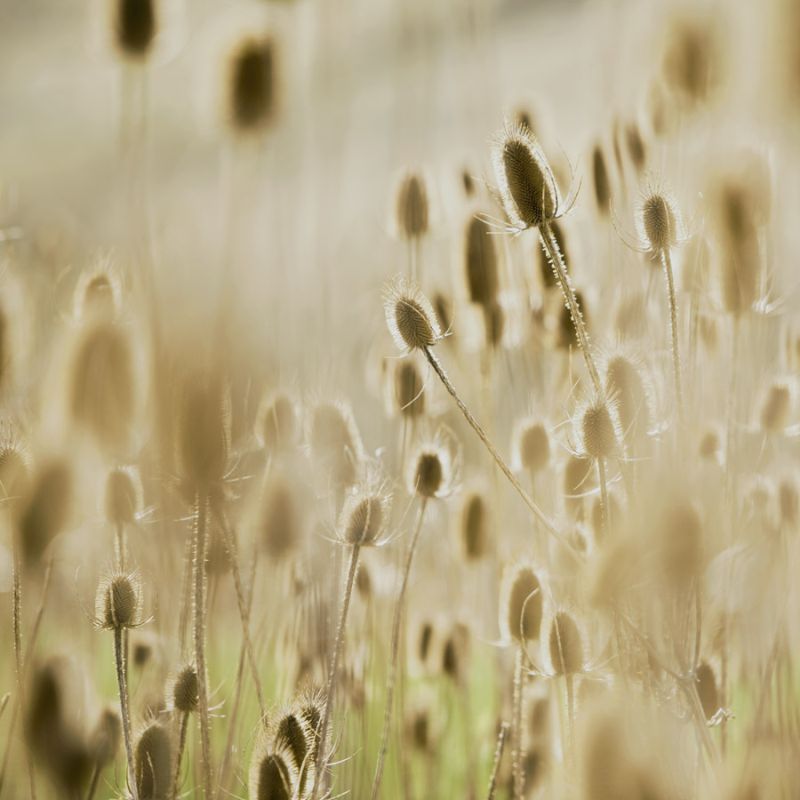 Thistle Meadow