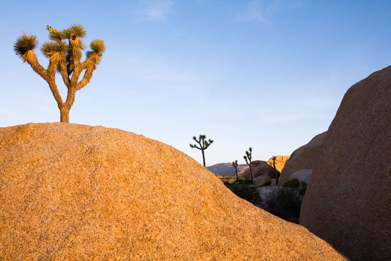 Joshua Tree Dream