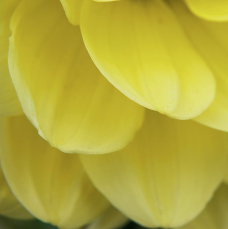 Dahlia Delicacy